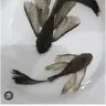 zehroouz